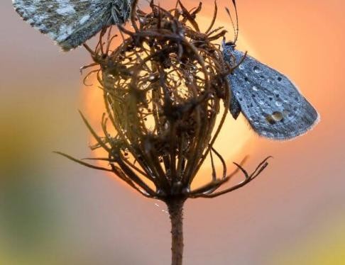 Schmetterlinge sitzen auf einer Blüme
