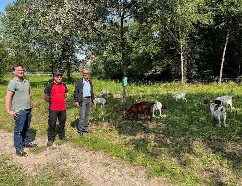 Drei Männer vor der Wiesenlandschaft auf der Burenziegen am Werke sind