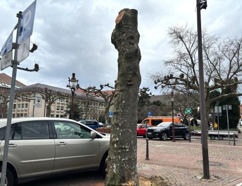 Zurückgeschnittene Platane