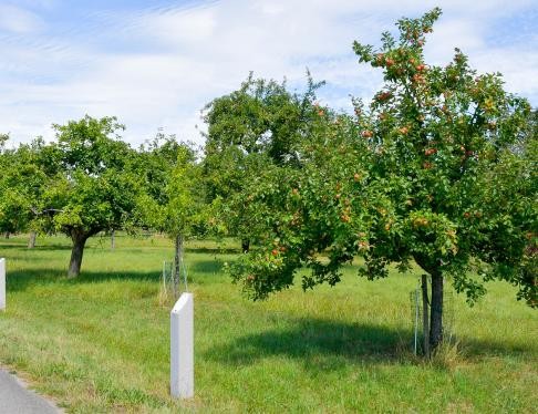 Führung durch die Obstplantagen in Otterdorf