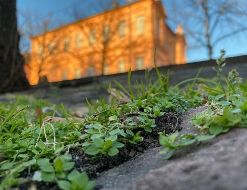 Kräuter vor dem Schloss in Rastatt