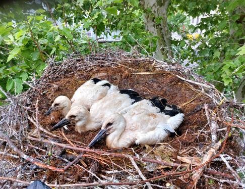 Junge Störche in einem Nest