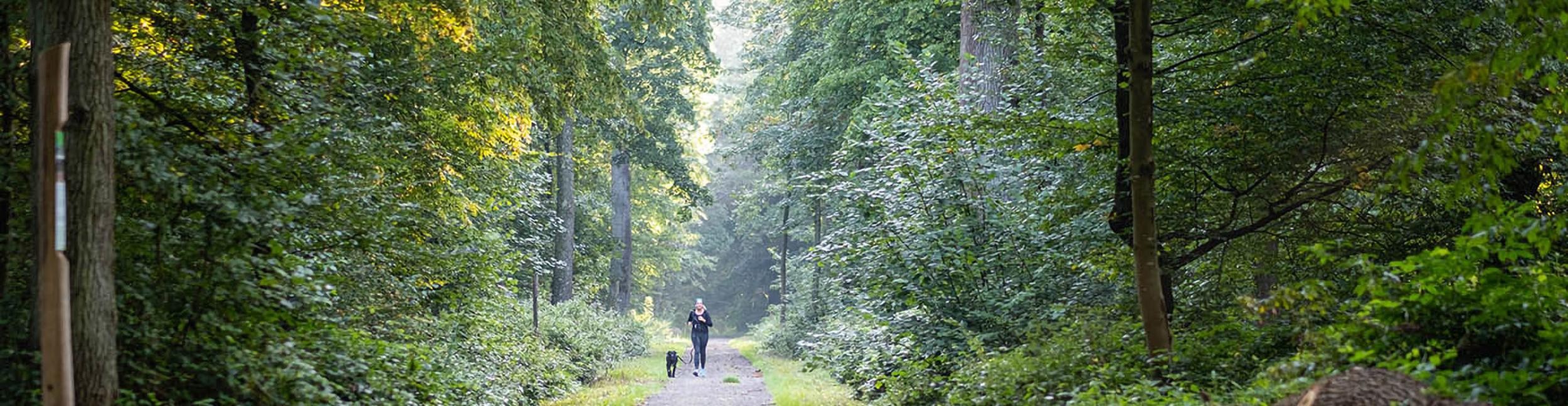 Öitgheim forest with walker and dog