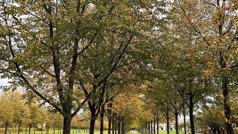 Arbres près du Tapis Vert à Rastatt avec des feuilles sèches