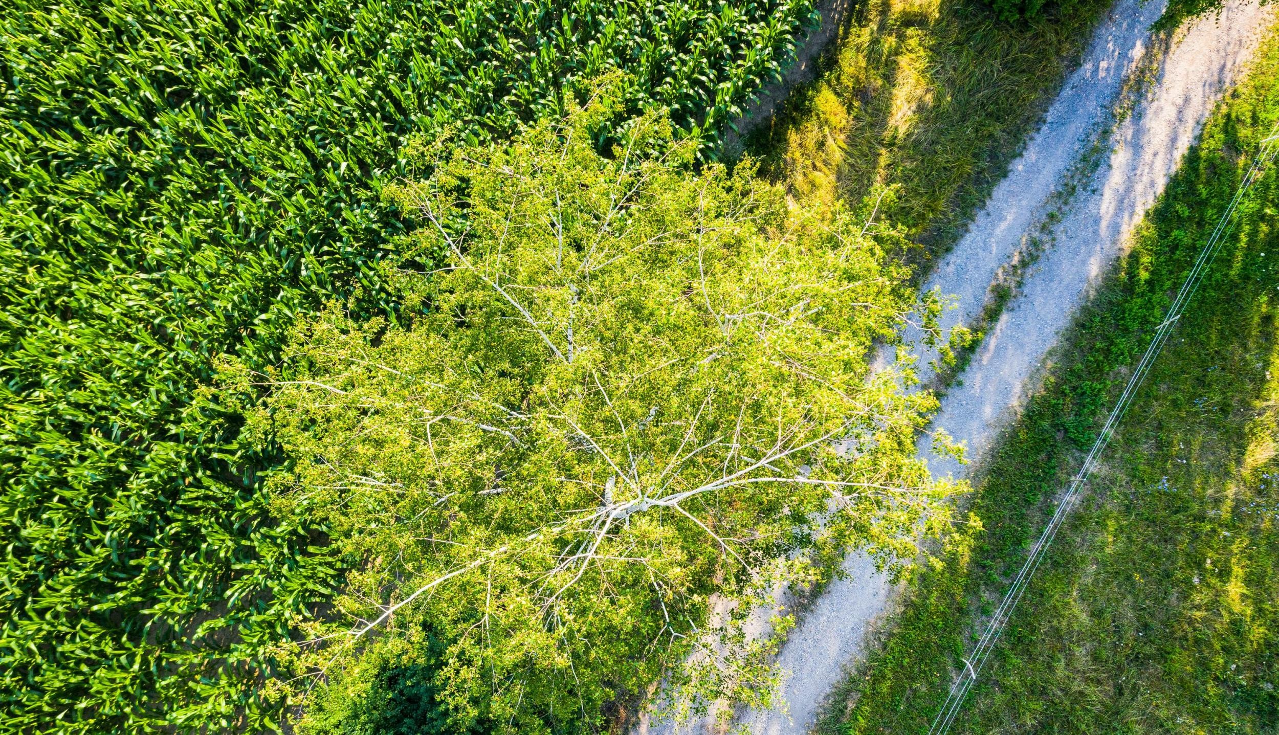 Tree and field in Rastatt