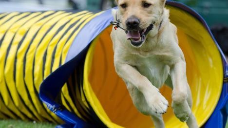 Agility: dog runs through a plastic tube