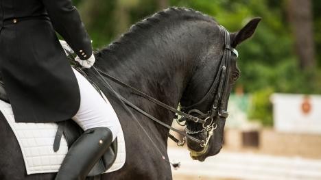 Horse with rider riding dressage