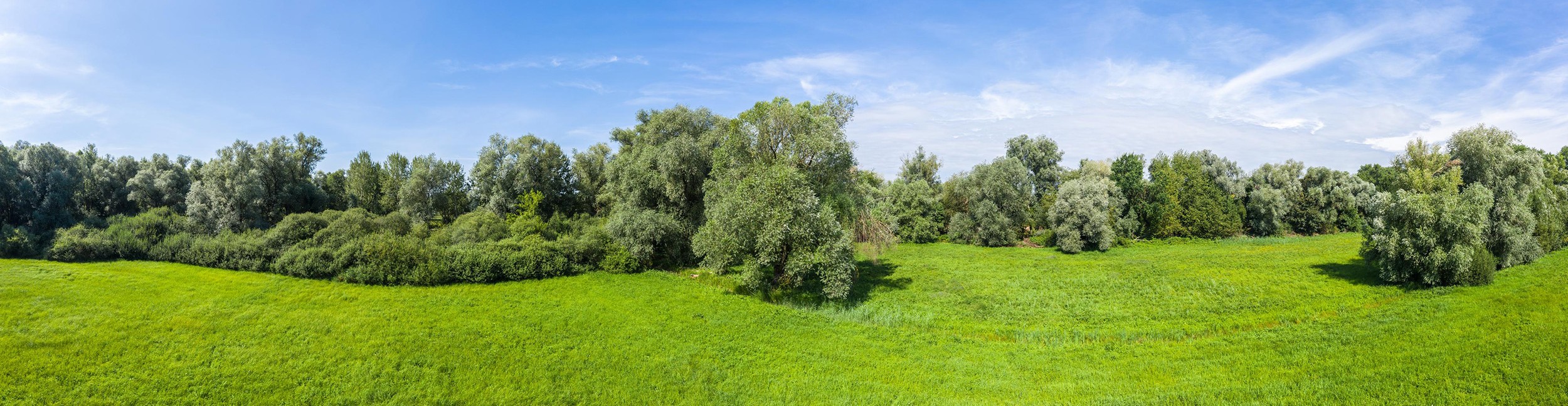 Champs verts et arbres dans le Rastatter Bruch