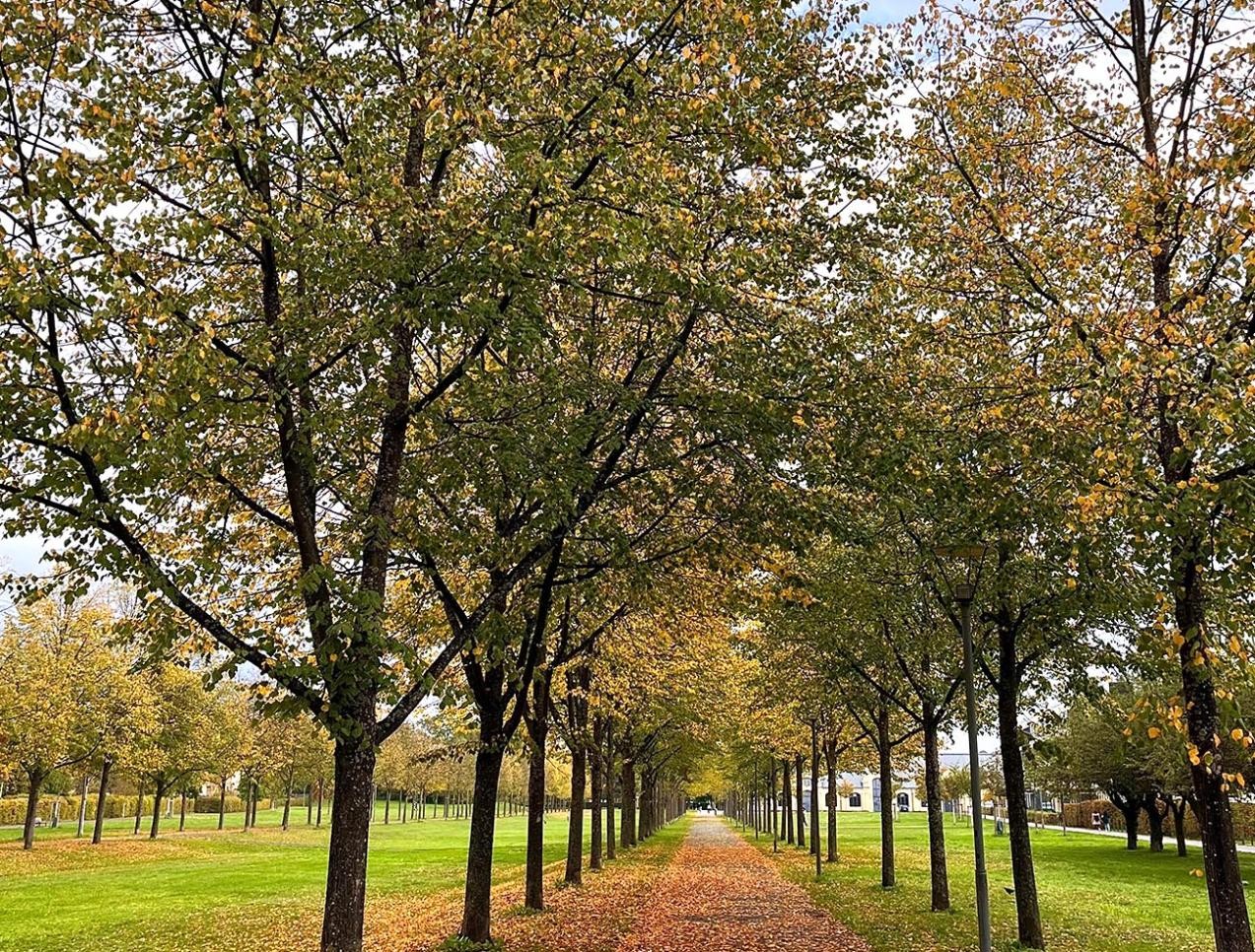 Arbres secs près du Tapis Vert à Rastatt. Des feuilles jonchent le sol.