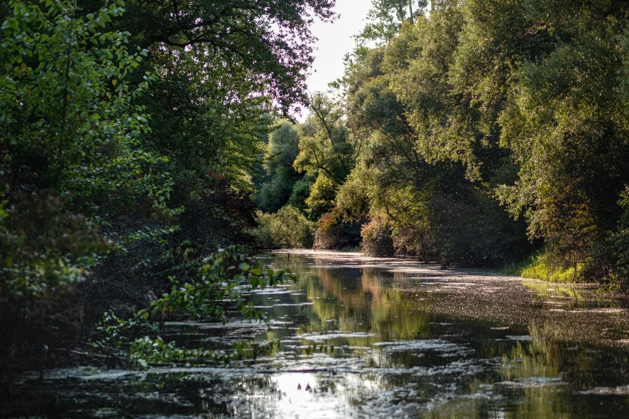 Vue des plaines alluviales du Rhin, des arbres se trouvent à gauche et à droite sur les rives et se reflètent dans l'eau.