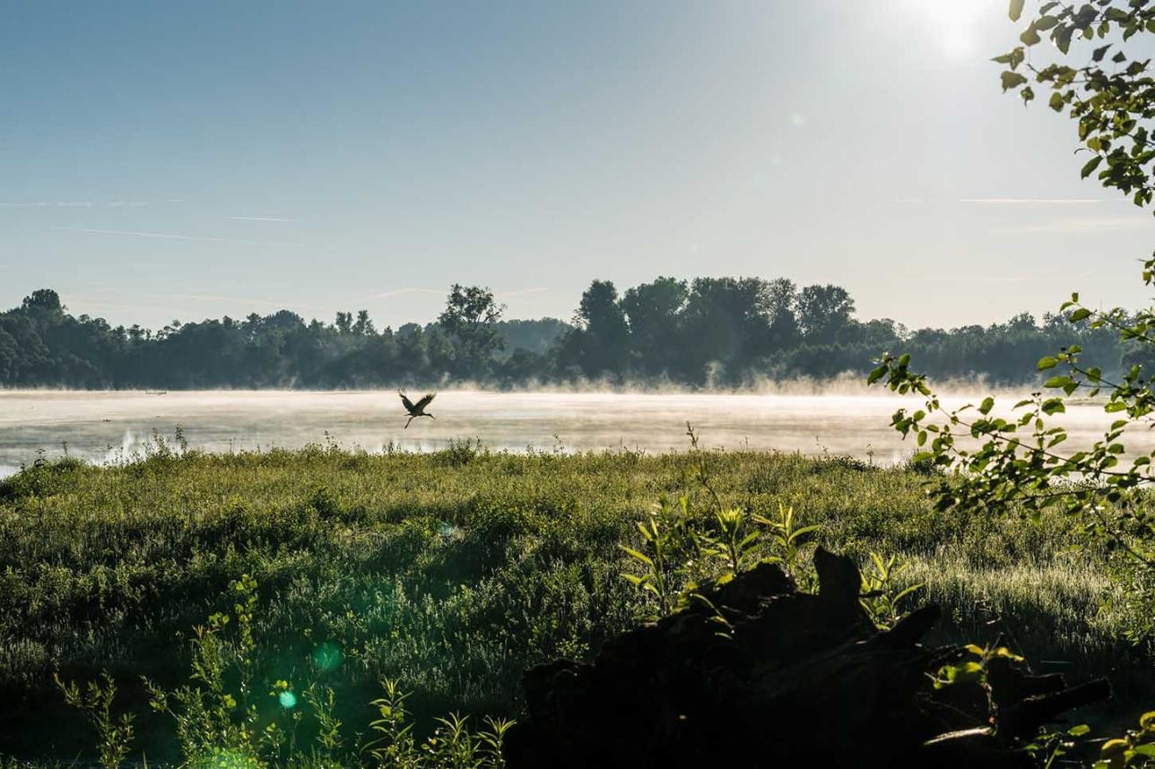 Vue des plaines alluviales du Rhin avec du brouillard au-dessus de l'eau. Un héron vole au-dessus de l'eau et le soleil brille. En arrière-plan, des arbres sur la rive.