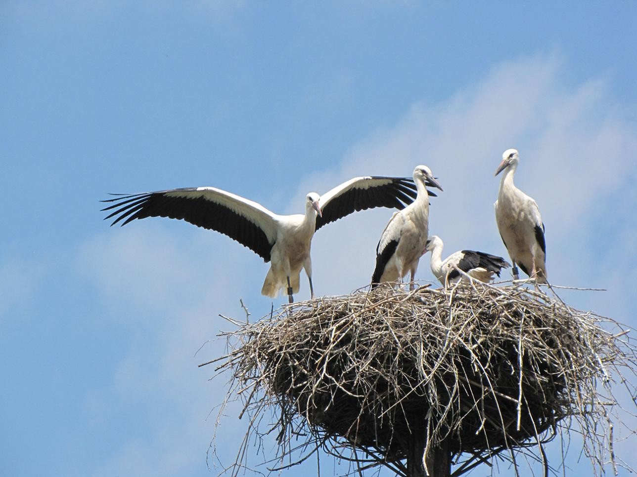 A family of storks in their newst