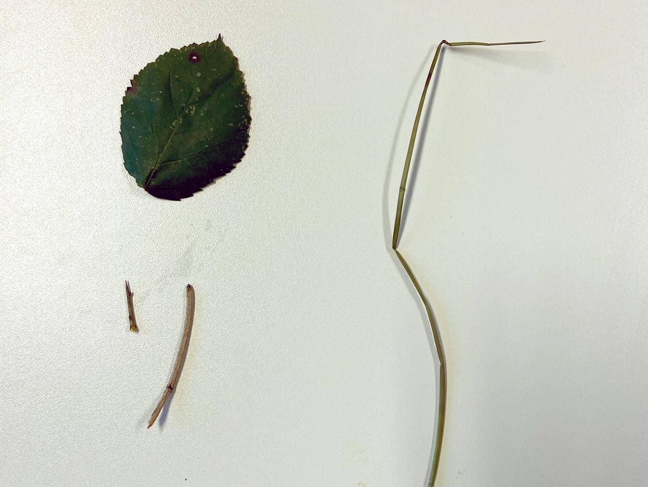 Leaf, blade of grass and pieces of wood