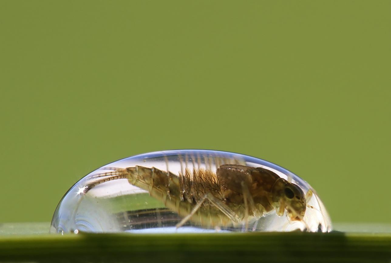 Wassertropfen mit Eintagsliegenlarve darin