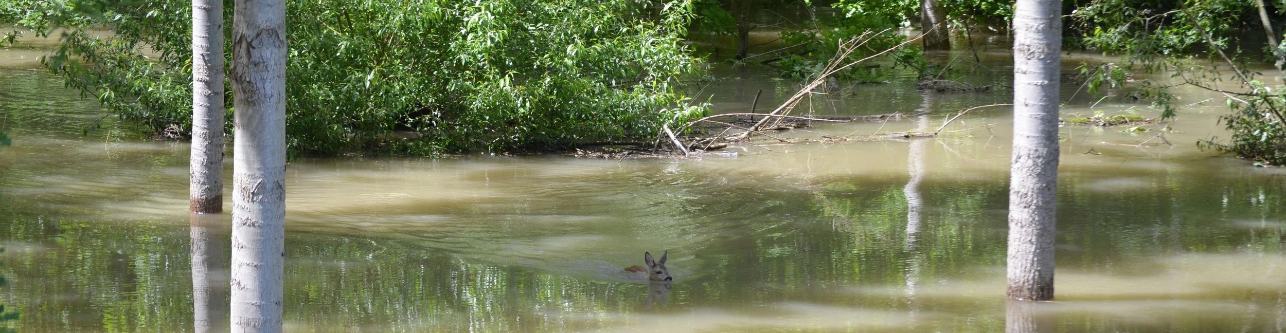 Ökostation Stadt Rastatt. Foto: Oliver Hurst Überschwemmung in der Rheinaue in Plittersdorf