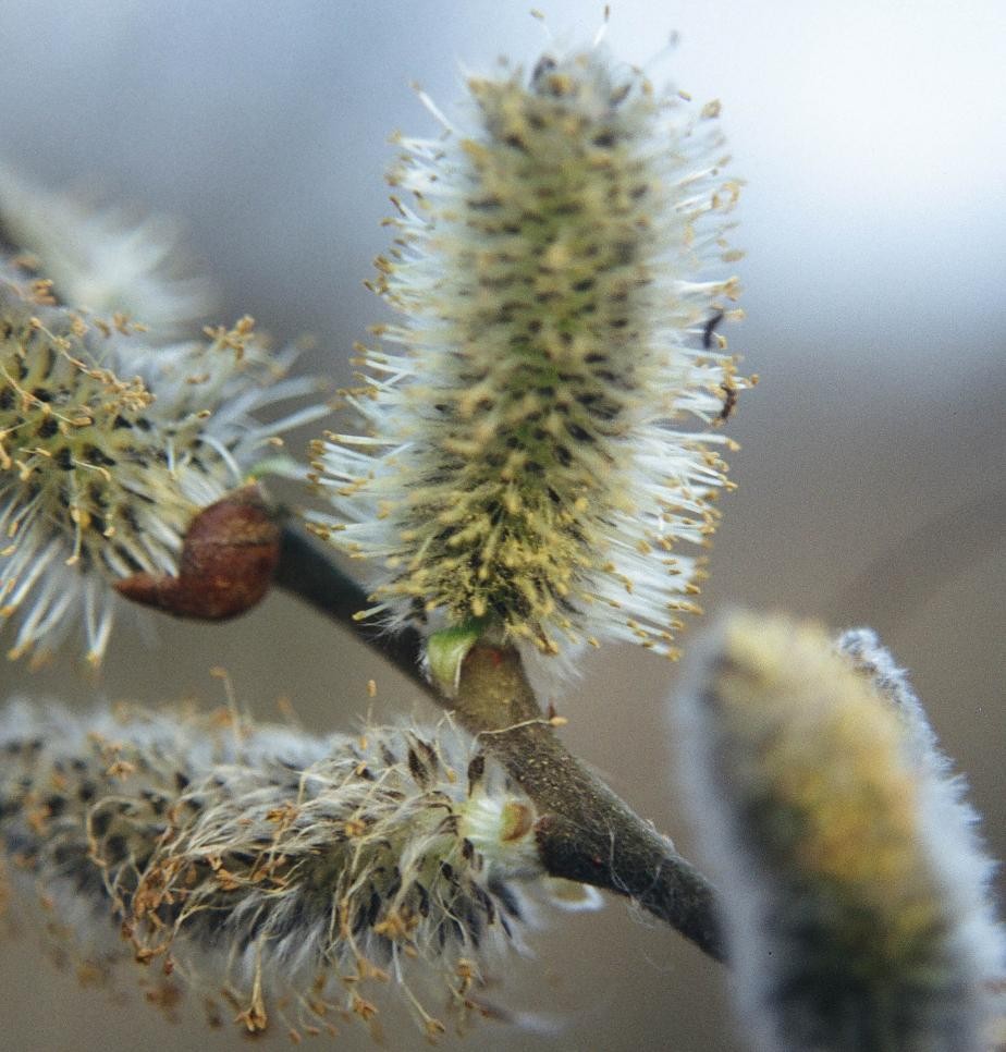 Silver willow flower
