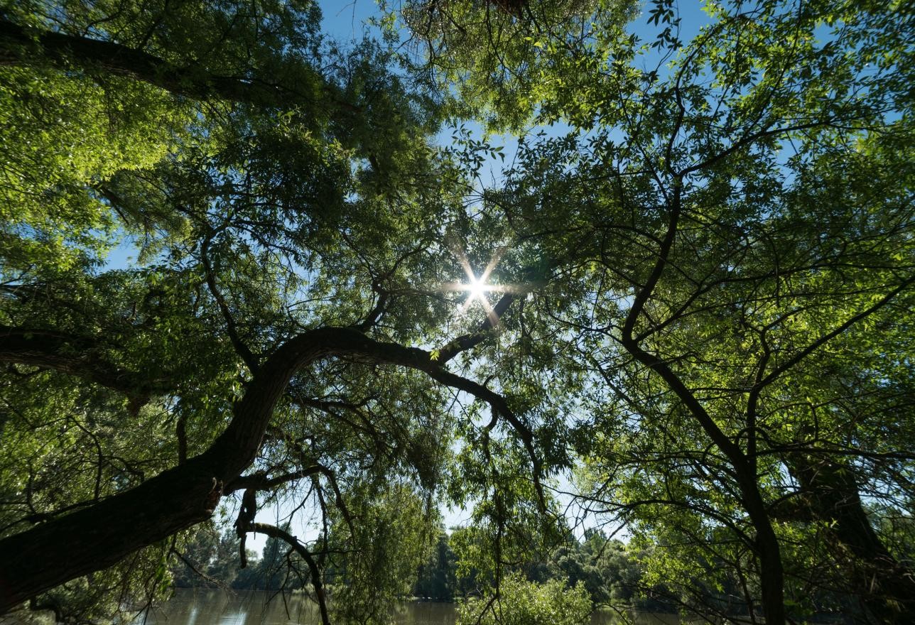 Blick vom Boden Richtung Sonne und Baumkronen