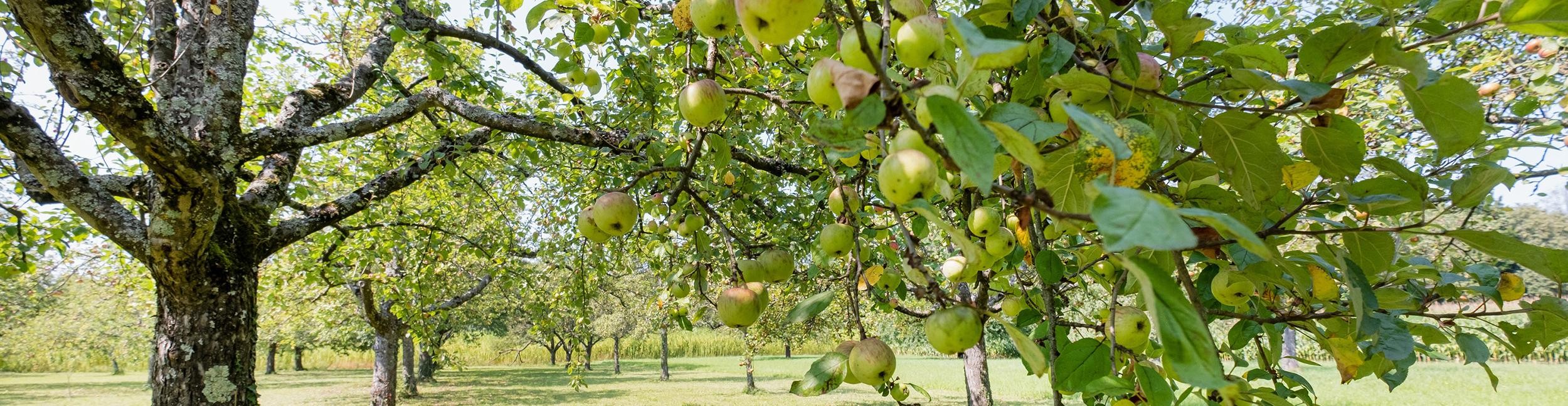 1.000 Klimabäume für Rastatt. Foto: Oliver Hurst Streuobstwiese in Rastatt