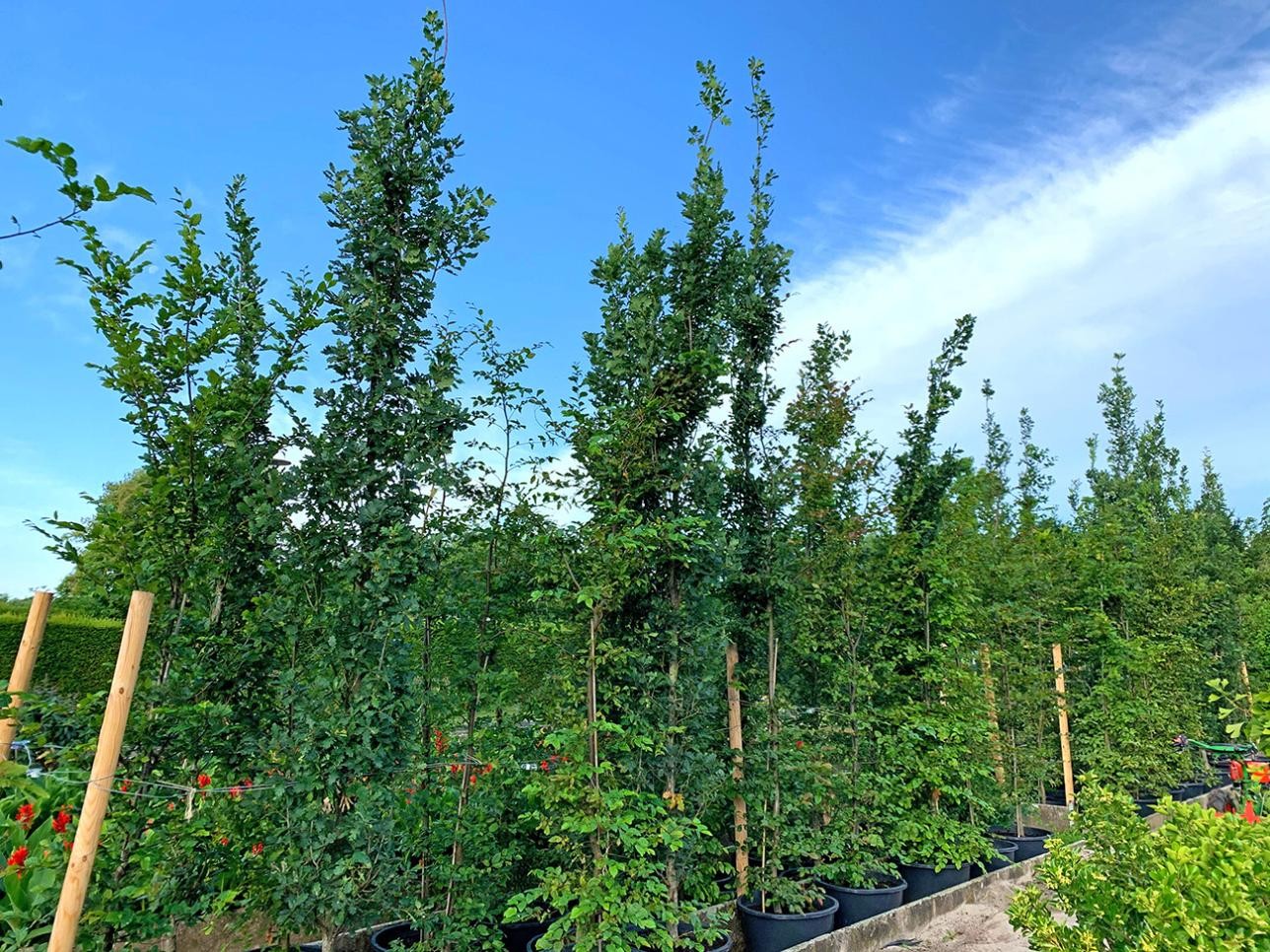 Klimabäume in der Stadtgärtnerei