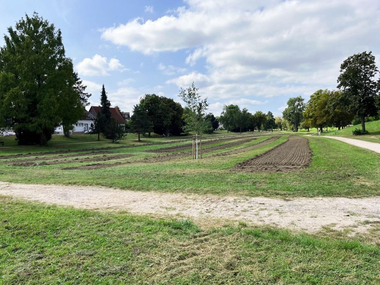 Blick auf Blühwiese in der Mozart-Anlage