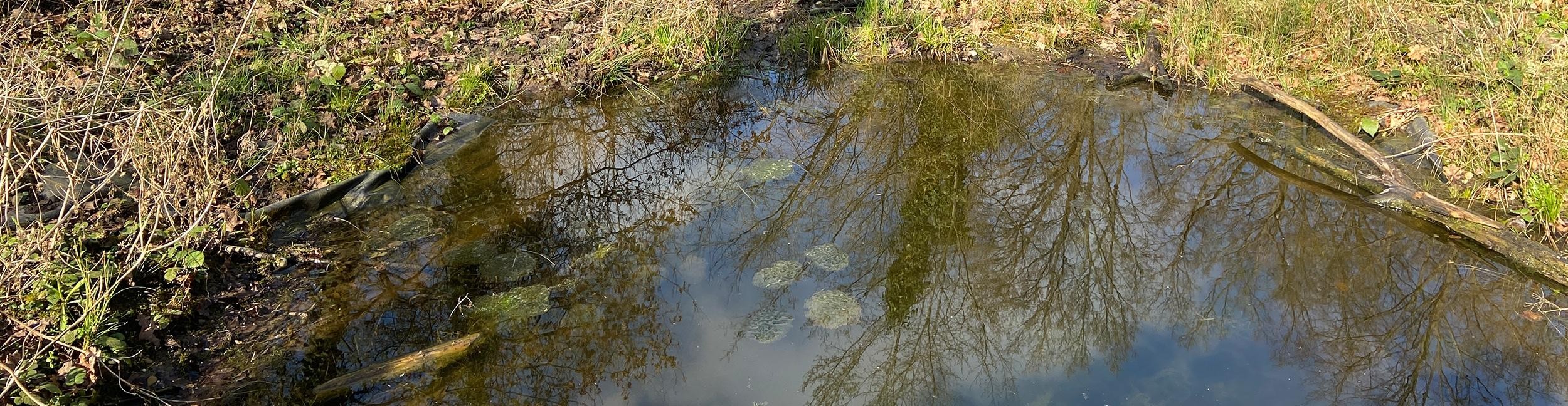 Amphibiengewässer Oberwald in Rastatt. Foto: Stadt Rastatt/Veronika Öder Amphibiengewässer im Oberwald in Rastatt