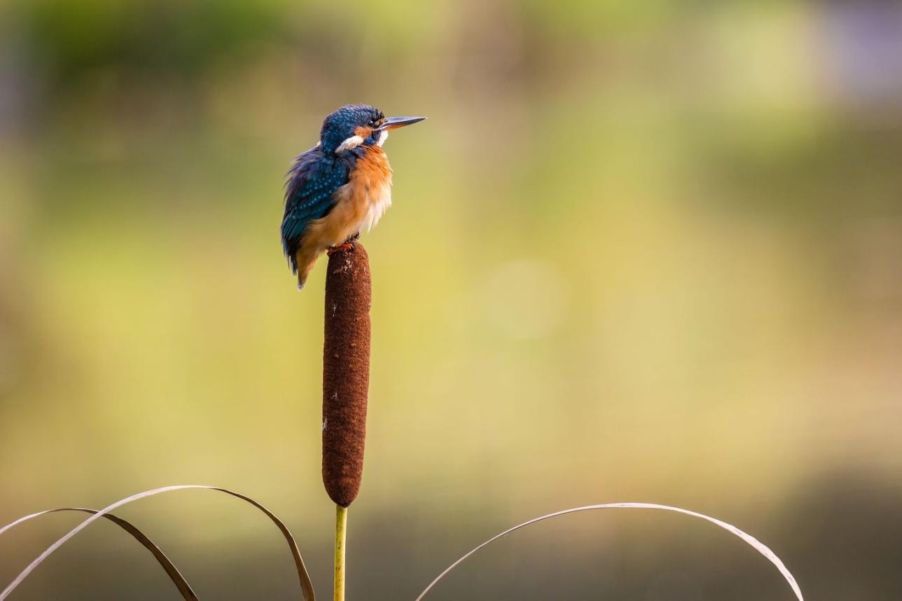 Eisvogel