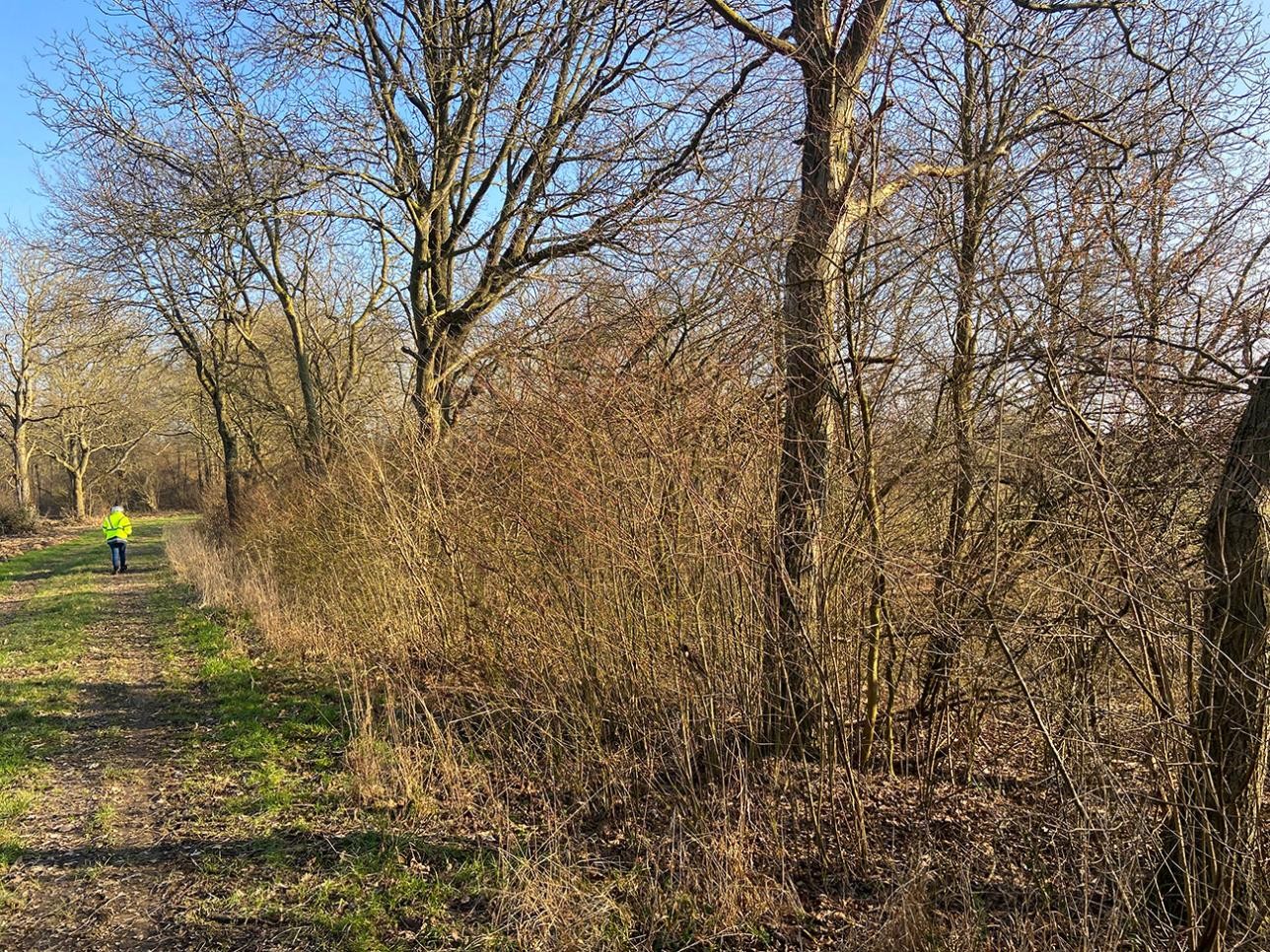 Wiese und Bäume im Landschaftsschutzgebiet "Auenwälder und Feuchtwiesen" bei Ötigheim