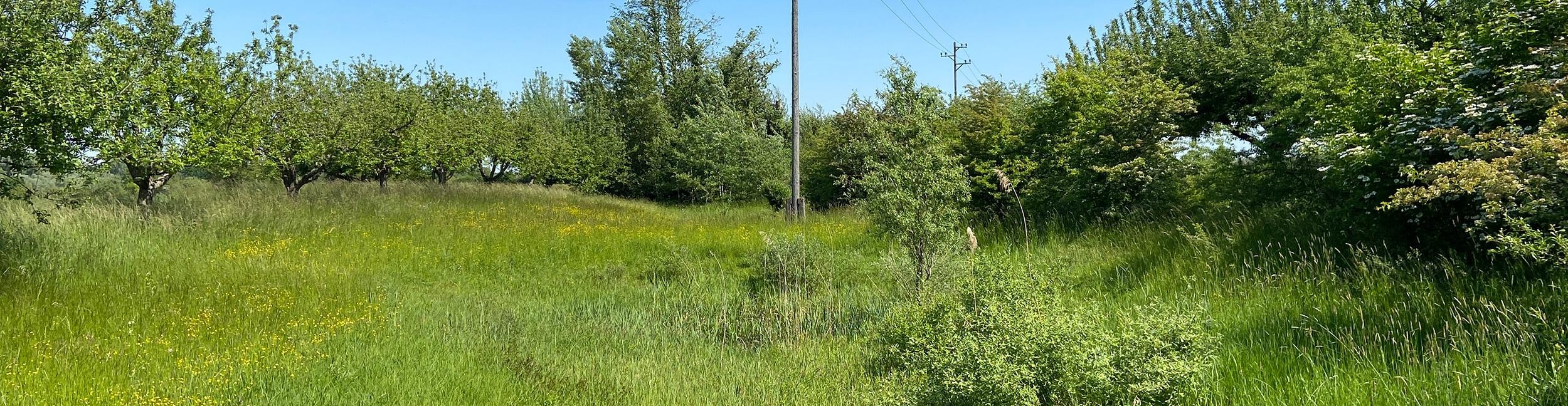 Kotlachgraben. Foto: Stadt Rastatt/Veronika Öder Kotlachgraben mit Senke