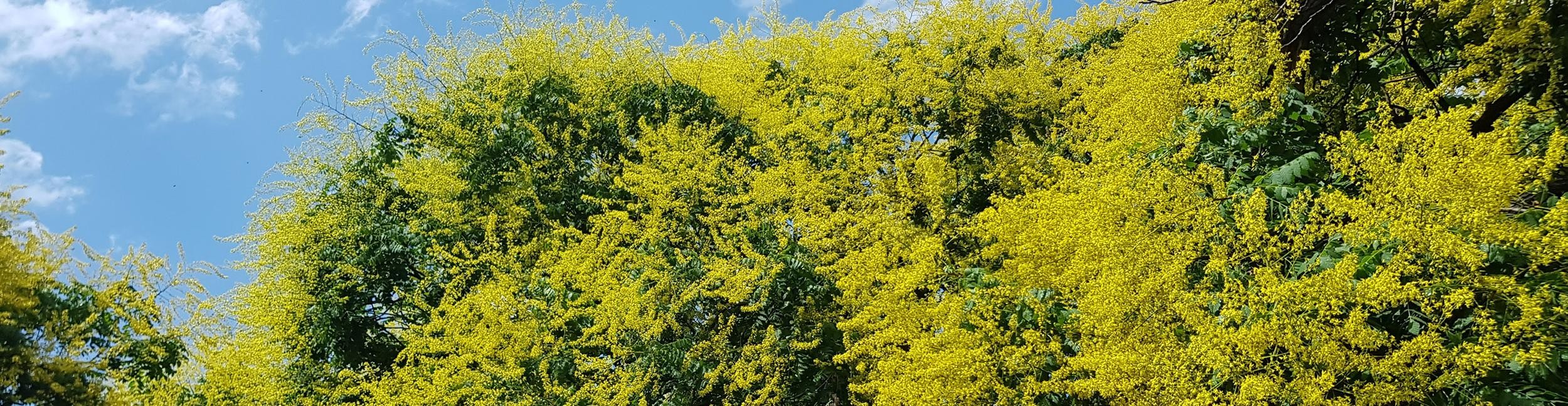 Balsenensche. Foto: KSCHiLI - stock-adobe.com Balsenensche auf einer Wiese