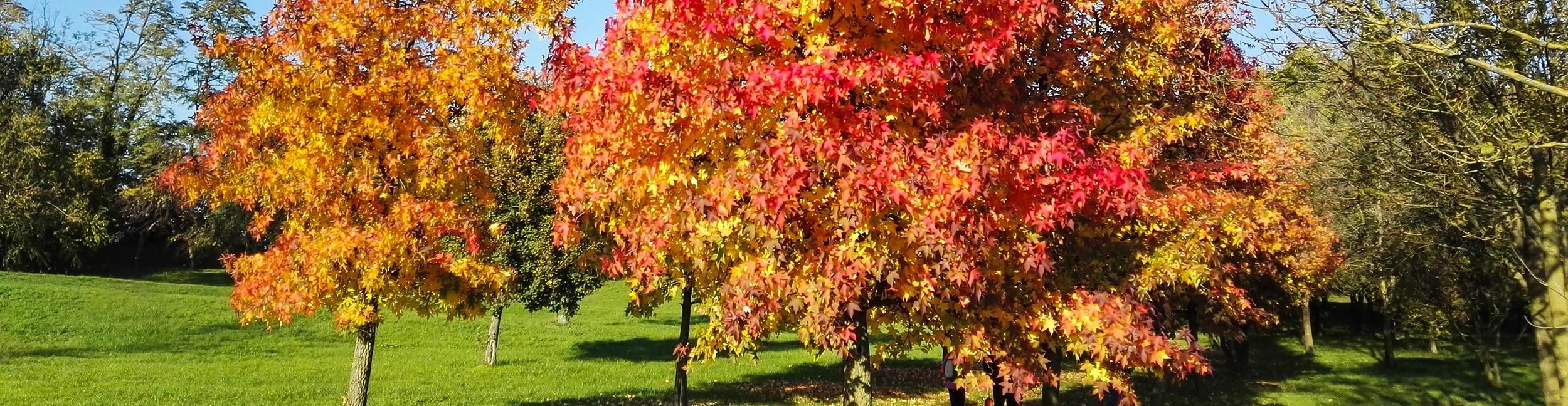 Amerikanischer Amberbaum. Foto: Simona - stock.adobe.com Amerikanischer Amberbaum