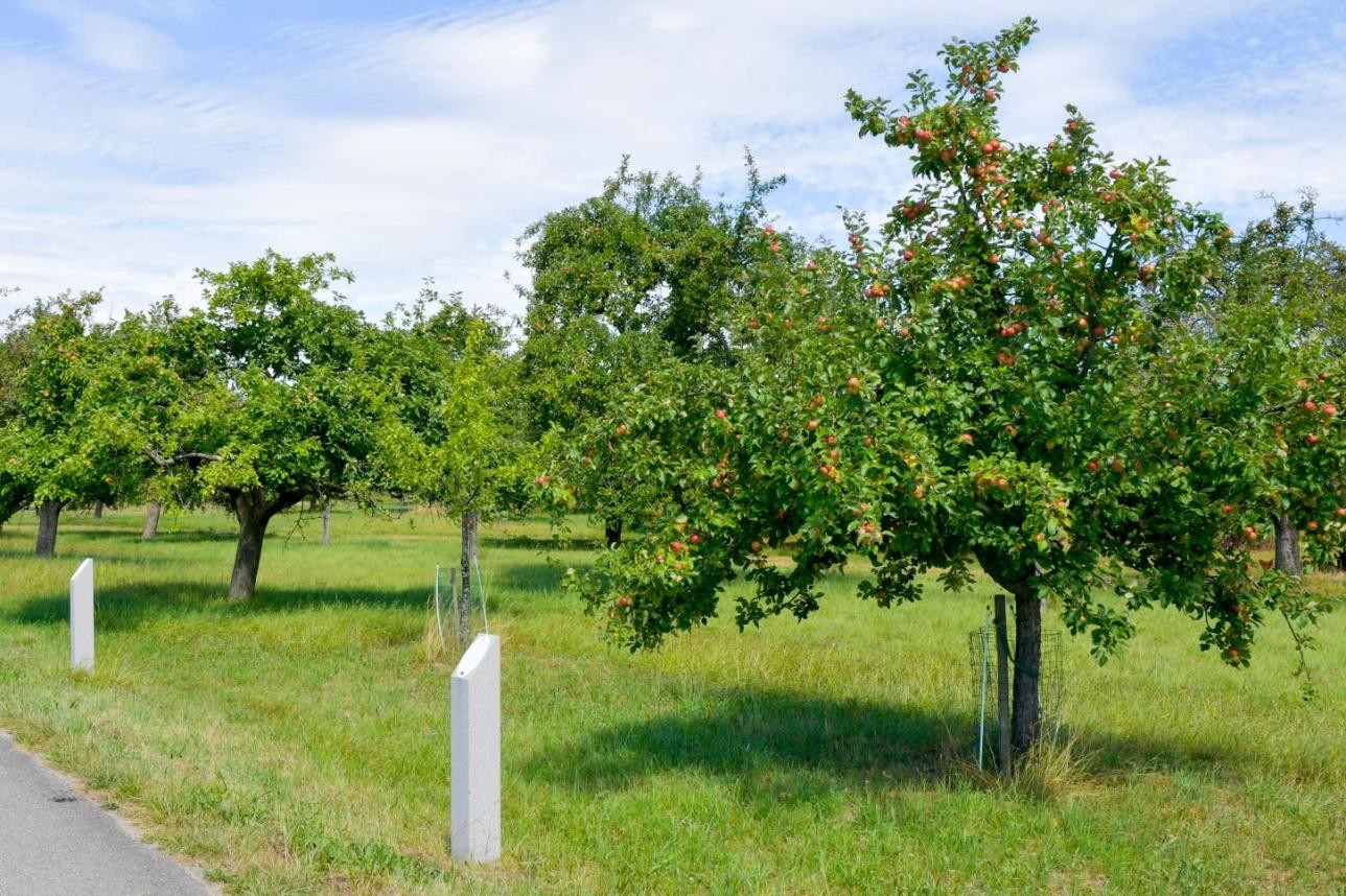 Zum kulinarischen Rundgang in Ottersdorf lädt die Tourist-Information Rastatt ein. Foto: Stefan Lott Obstbäume auf Wiese