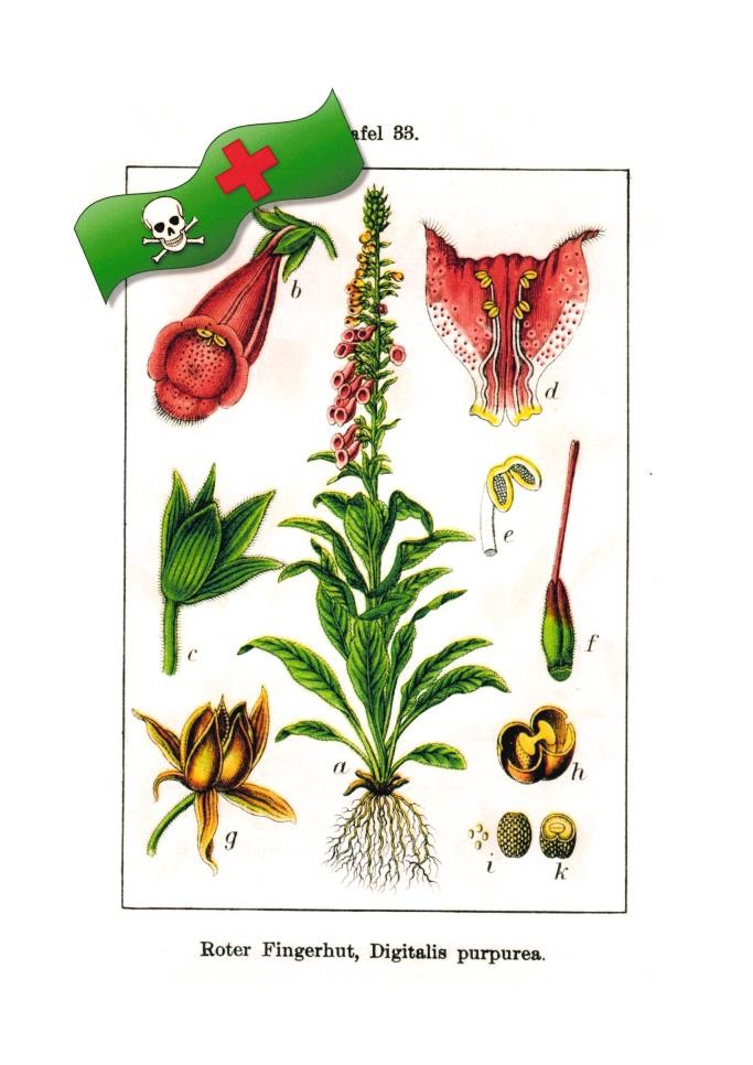 Dr. Uli Steiger skizziert in dem Vortrag die Geschichte der Naturwissenschaft bis zum Ende des 18. Jahrhunderts. Kollage des Roten Fingerhuts aus J. Sturms Flora von Deutschland in Abbildungen nach der Natur (Stuttgart 1900–1907): bearbeitet von Ute Luber/Historische Bibliothek Rastatt Kollage des Roten Fingerhuts aus J. Sturms Flora von Deutschland in Abbildungen nach der Natur