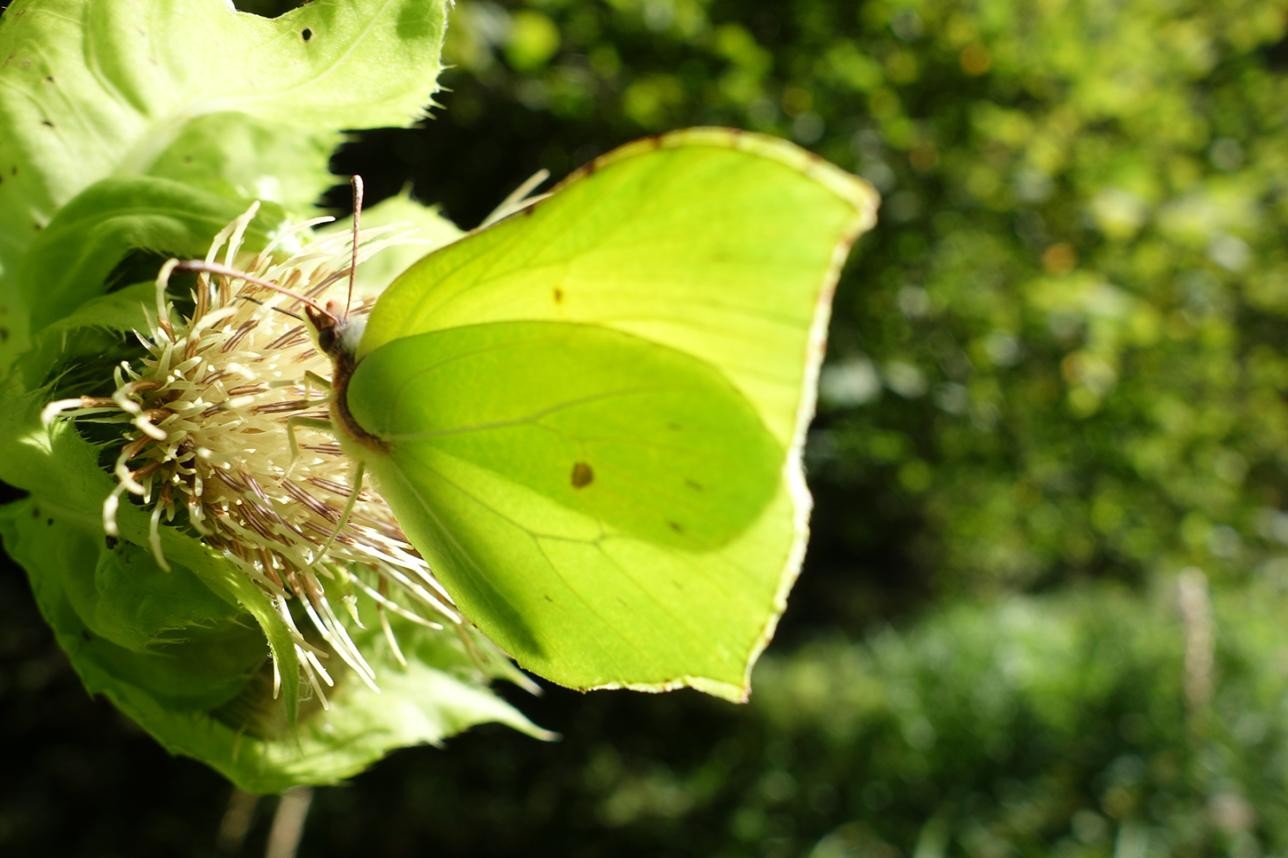 Die Ankunft des Zitronenfalters verheißt den herannahenden Frühling. Foto: Peter Vogler Zitronenfalter auf einer Pflanze