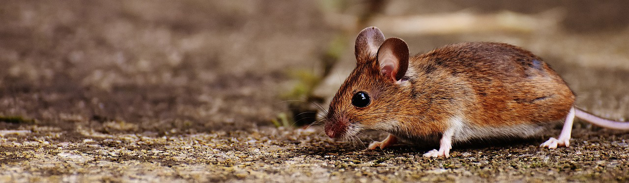 Photo d'une souris