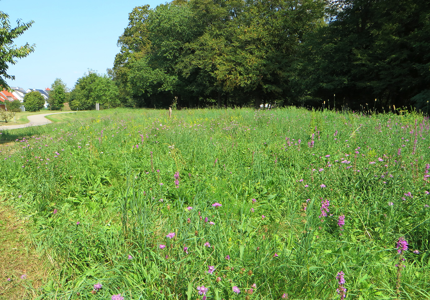 Blühwiese am Südring